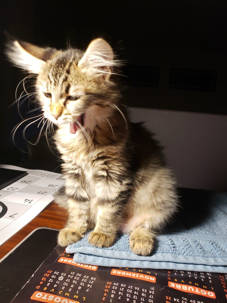 Stormy the 2nd, a young kitten caught mid yawn with dramatic lighting.